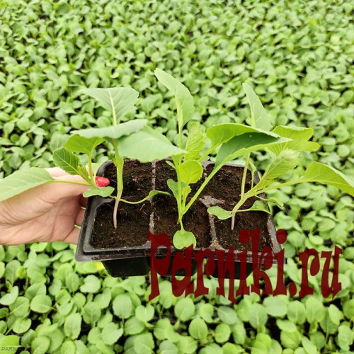 Рассада капусты белокачанной в ассортименте 6 шт