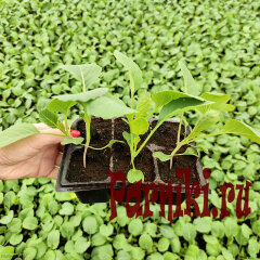 Рассада капусты белокачанной в ассортименте 6 шт