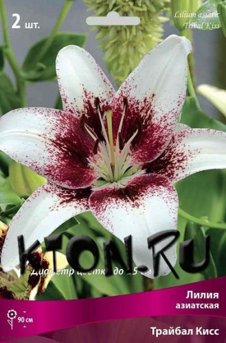 Лилия азиатская Трайбал Кисс (Lilium asiatic Tribal Kiss)