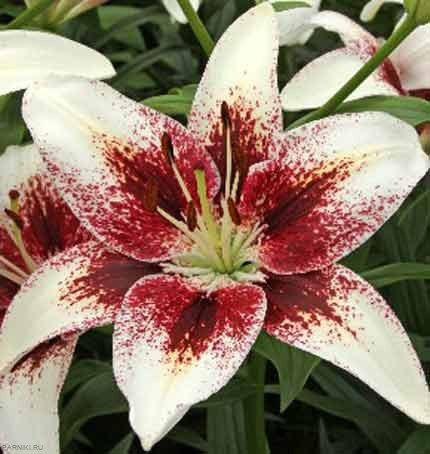 Лилия азиатская Трайбал Кисс (Lilium asiatic Tribal Kiss)