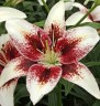 Лилия азиатская Трайбал Кисс (Lilium asiatic Tribal Kiss)