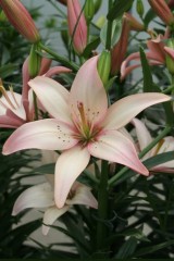 Лилия азиатская Изи Вальс (Lilium asiatic Easy Waltz)