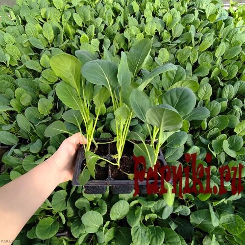 Рассада капусты брюссельской в ассортименте 6 шт