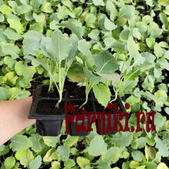 Рассада капусты кольраби в ассортименте 6 шт