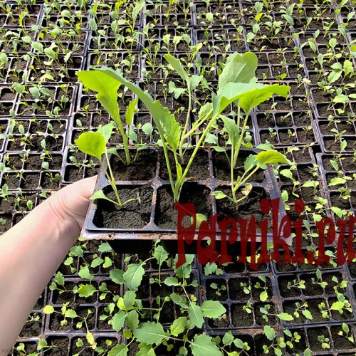 Рассада капусты кольраби в ассортименте 6 шт