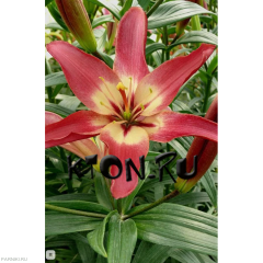 Лилия азиатская Изи Дрим (Lilium asiatic Easy Dream)