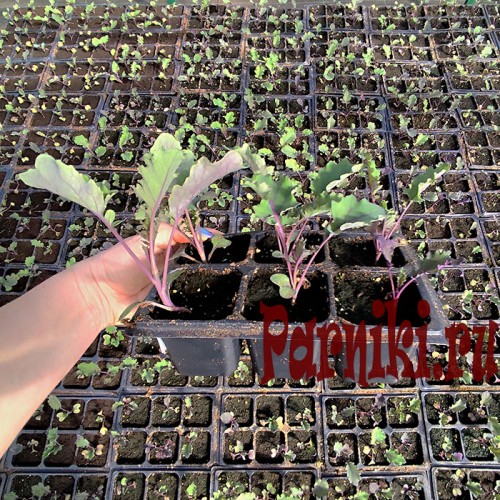 Рассада капусты краснокочанной 6 шт