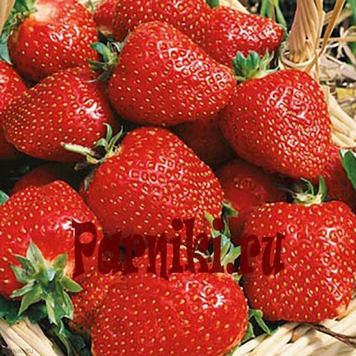 Земляника садовая (клубника) Азия