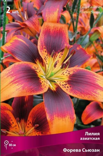 Лилия азиатская Форева Сьюзан (Lilium asiatic Forever Susan)