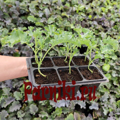 Рассада капусты кудрявой в ассортименте 6 шт