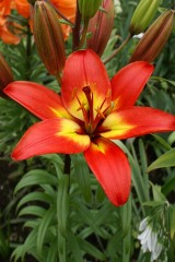 Лилия азиатская Форевер Линда (Lilium asiatic Forever Linda)