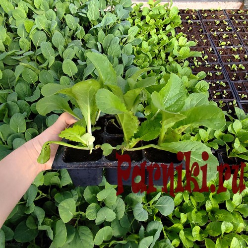 Рассада капусты пекинской в ассортименте 6 шт