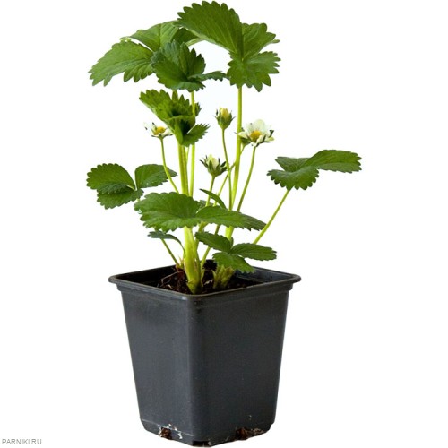 Земляника садовая (клубника) Альба