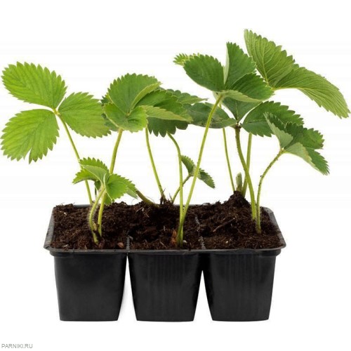 Земляника садовая (клубника) Альба