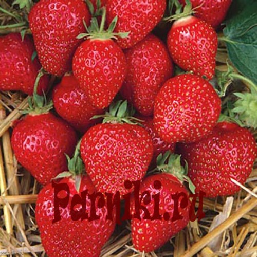 Земляника садовая (клубника) Альба