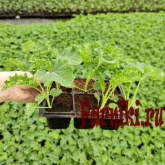 Рассада капусты савойской в ассортименте 6 шт