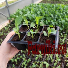 Рассада капусты цветной в ассортименте 6 шт