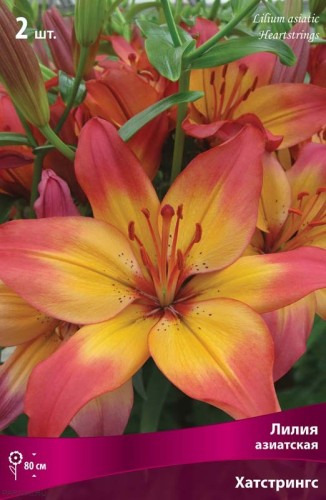Лилия азиатская Хартстрингс (Lilium asiatic Heartstrings)