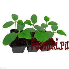 Рассада огурцов пчелоопыляемых в ассортименте 6 шт
