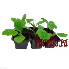 Рассада патиссон в ассортименте 6 шт