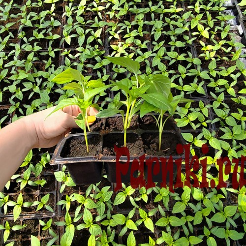 Рассада перца в ассортименте