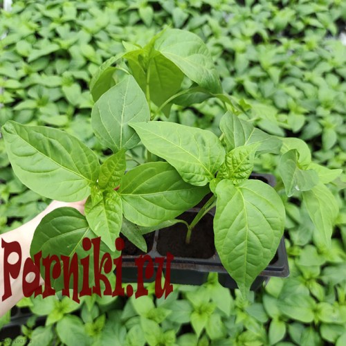 Рассада перца в ассортименте