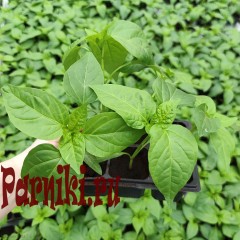 Рассада перца в ассортименте