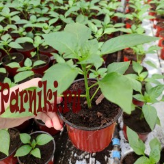 Рассада перца в ассортименте