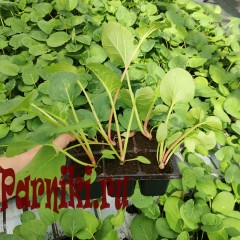 Рассада ревеня 6 шт