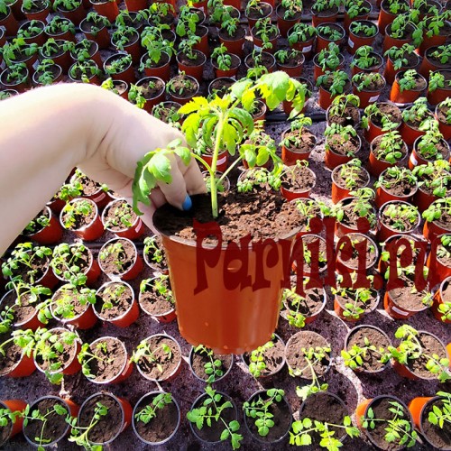 Рассада томата черри в ассортименте 1 шт