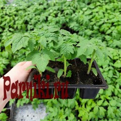 Рассада томатов высокорослых в ассортименте