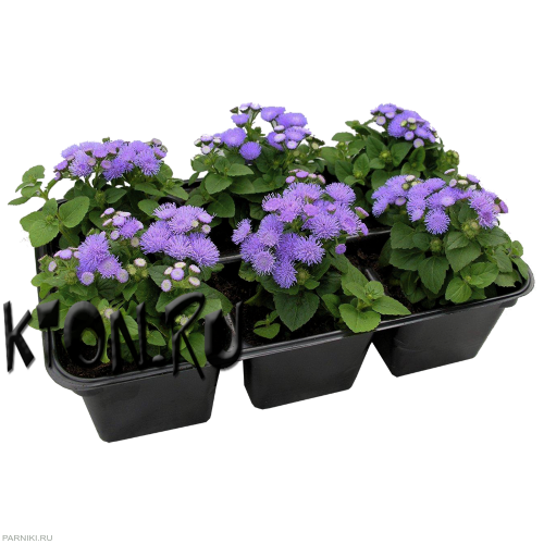 Рассада Агератум (Ageratum) в ассортименте 6 шт