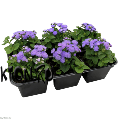 Рассада Агератум (Ageratum) в ассортименте 6 шт