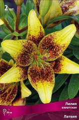 Лилия азиатская Латвия (Lilium asiatic Latvia)