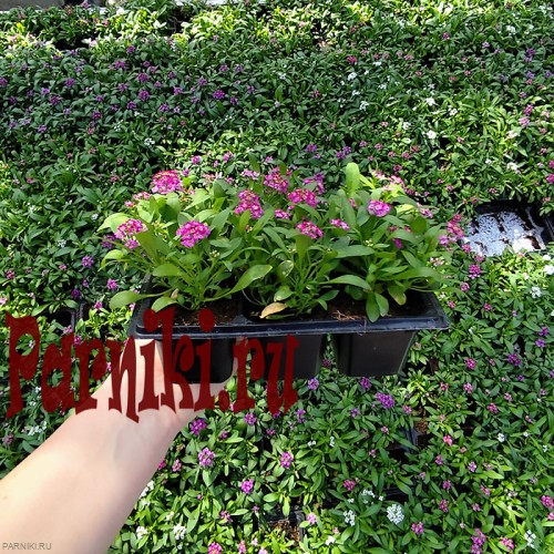 Рассада Алиссум (Alyssum) в ассортименте 6 шт