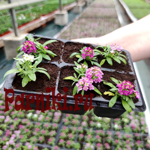 Рассада Алиссум (Alyssum) в ассортименте 6 шт