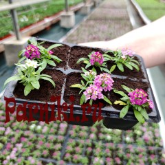 Рассада Алиссум (Alyssum) в ассортименте 6 шт