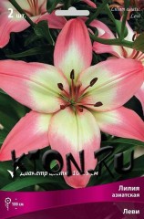 Лилия азиатская Леви (Lilium asiatic Levi)