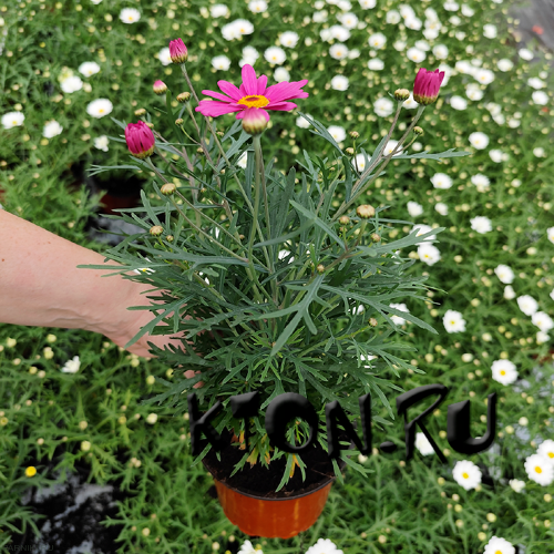 Рассада Аригирантемум d12