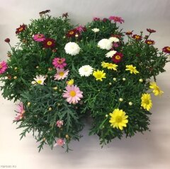 Рассада Аригирантемум d12