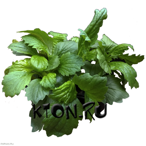 Рассада Астра (Aster) в ассортименте 6 шт