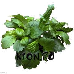 Рассада Астра (Aster) в ассортименте 6 шт