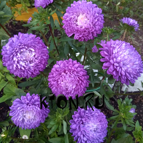 Рассада Астра (Aster) в ассортименте 6 шт