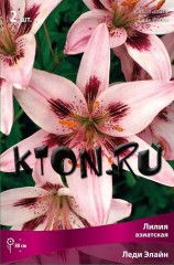 Лилия азиатская Леди Элайн (Lilium asiatic Lady Elaine)