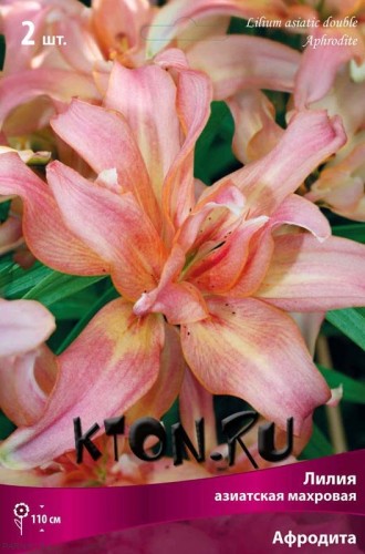 Лилия азиатская махровая Афродита (Lilium asiatic double Aphrodite)