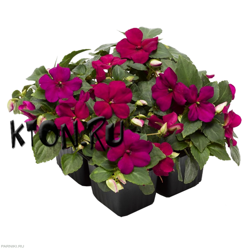 Рассада Бальзамин (Impatiens) в ассортименте 6 шт