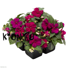 Рассада Бальзамин (Impatiens) в ассортименте 6 шт