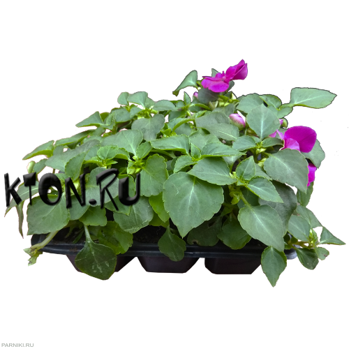 Рассада Бальзамин (Impatiens) в ассортименте 6 шт