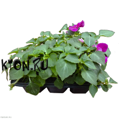 Рассада Бальзамин (Impatiens) в ассортименте 6 шт