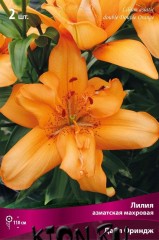 Лилия азиатская махровая Дабл Ориндж (Lilium asiatic double Double Orange)